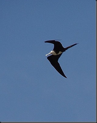 Swallow like bird at Miraflores locks (2)