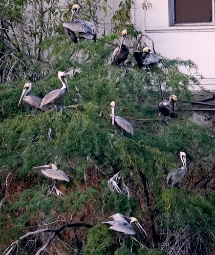46. Santa Marta, Colombia (RX10)