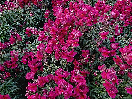 136. Lima, Peru (Day 1)