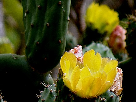 100. Robinson Crusoe Island, Chile