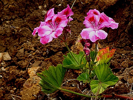103. Robinson Crusoe Island, Chile