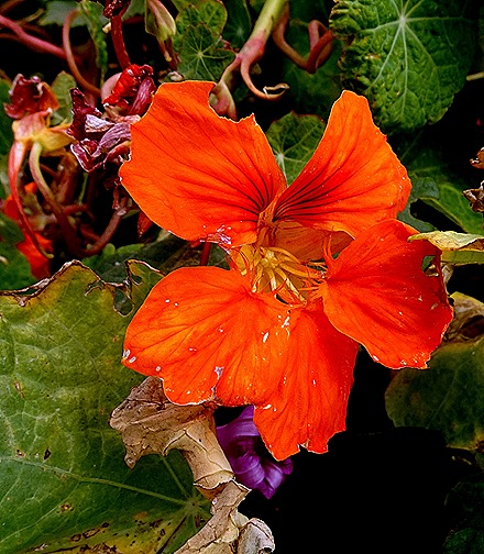 108. Robinson Crusoe Island, Chile