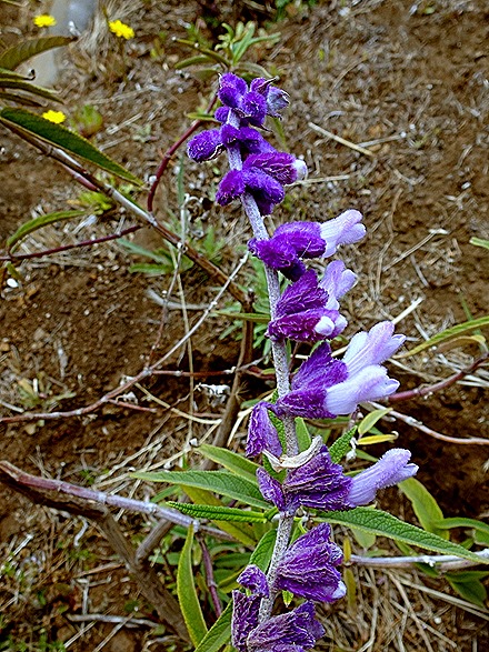 111. Robinson Crusoe Island, Chile