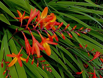 119. Robinson Crusoe Island, Chile