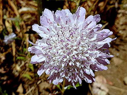 131. Robinson Crusoe Island, Chile