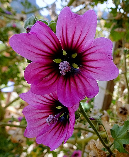135. Robinson Crusoe Island, Chile