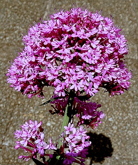 137. Robinson Crusoe Island, Chile