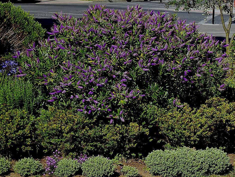 27. Isla Chiloe, Chile