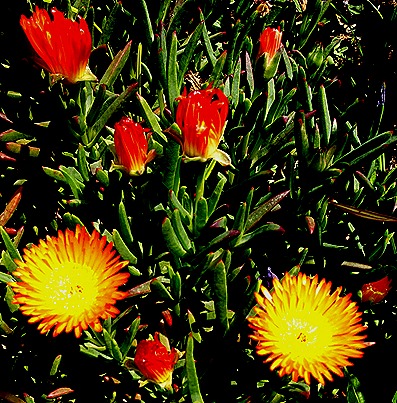 34. Antofagasta, Chile