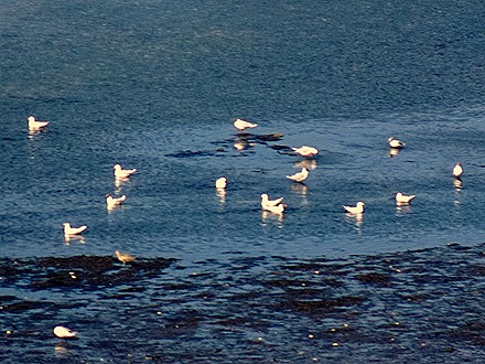 37. Isla Chiloe, Chile