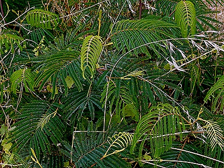 41. Robinson Crusoe Island, Chile