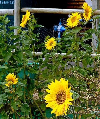 42. Robinson Crusoe Island, Chile