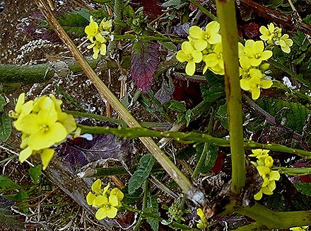 53. Robinson Crusoe Island, Chile