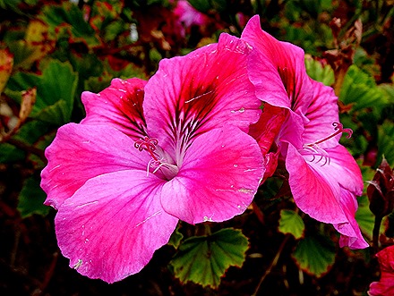 72. Robinson Crusoe Island, Chile