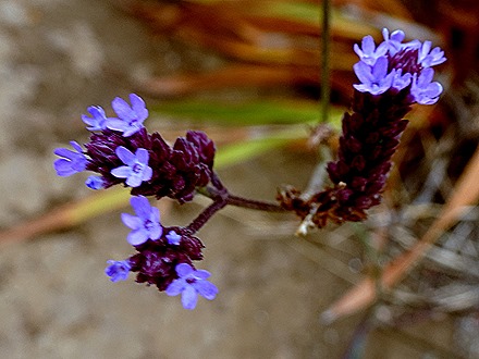 73. Robinson Crusoe Island, Chile