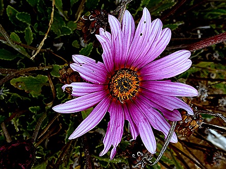 74. Robinson Crusoe Island, Chile