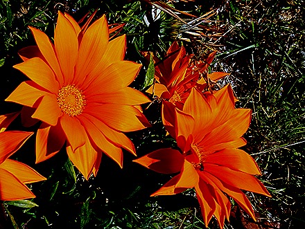 75. Isla Chiloe, Chile