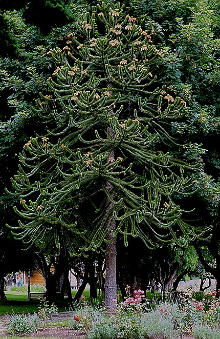 76. Puerto Chacabuco, Chile