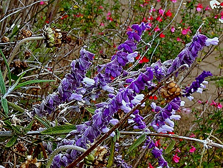 76. Robinson Crusoe Island, Chile