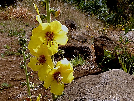 79. Robinson Crusoe Island, Chile
