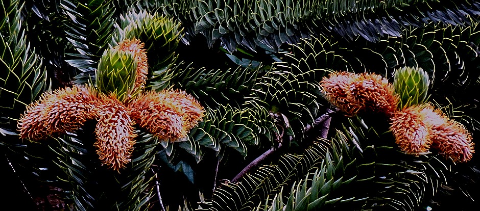 81. Puerto Chacabuco, Chile