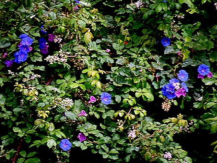 82. Robinson Crusoe Island, Chile