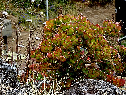 91. Robinson Crusoe Island, Chile