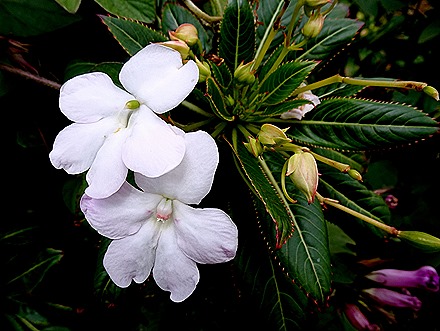 95. Robinson Crusoe Island, Chile