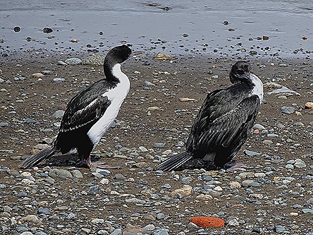 103. Punta Arenas, Chile