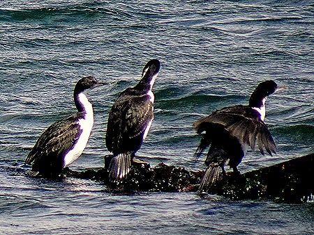 105. Punta Arenas, Chile