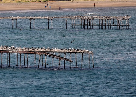 114. Punta Arenas, Chile (RX10)