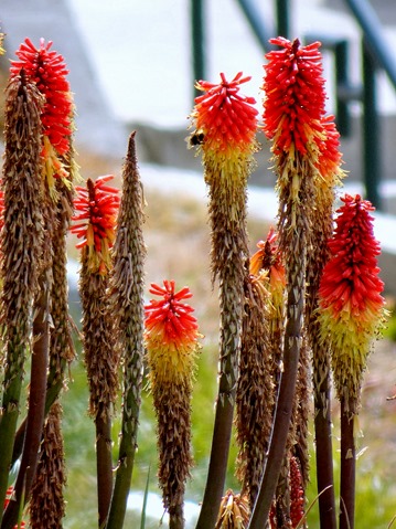 54. Punta Arenas, Chile