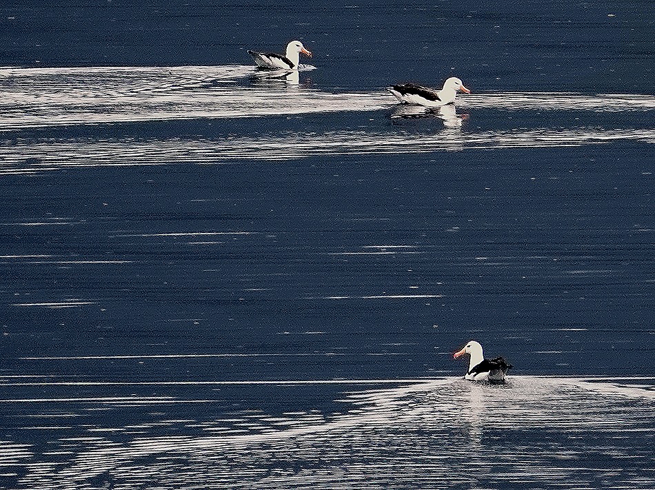 70. Beagle Channel  (RX10)