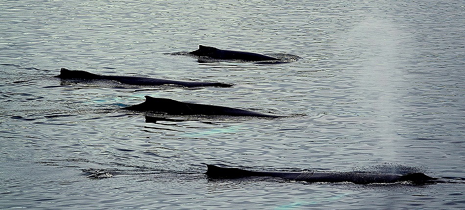 124. Antarctica (Day 2)