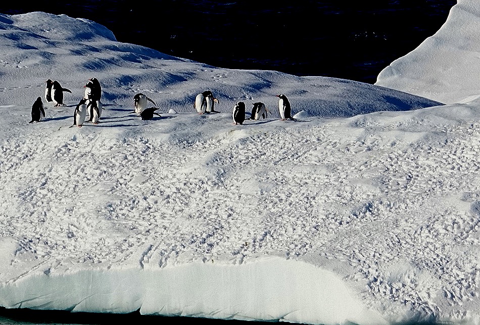 143. Antarctica (Day 1) edited