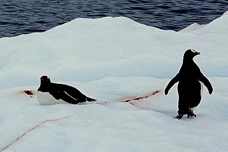 150. Antarctica (Day 2)