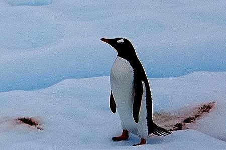 151. Antarctica (Day 2)