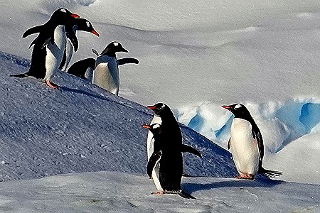 153. Antarctica (Day 1) edited