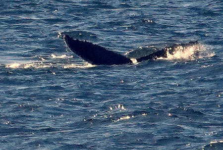 166. Antarctica (Day 1) edited