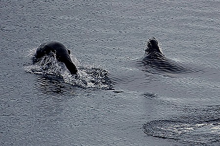 167. Antarctica (Day 2)