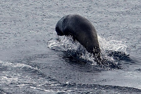 172. Antarctica (Day 2)