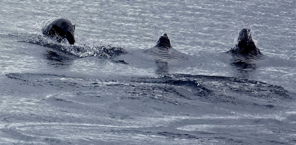 181. Antarctica (Day 2)