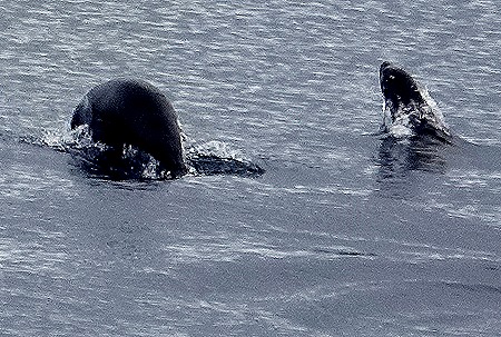 184. Antarctica (Day 2)