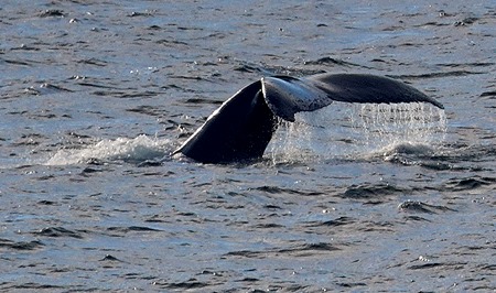 185. Antarctica (Day 1) edited