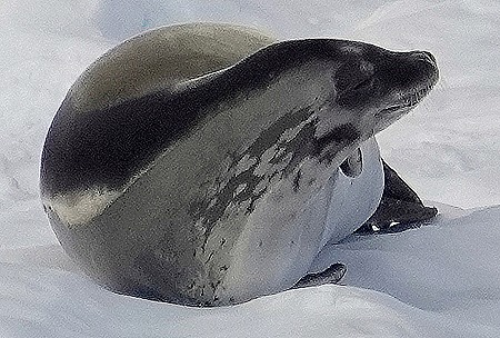 278. Antarctica (Day 1) edited