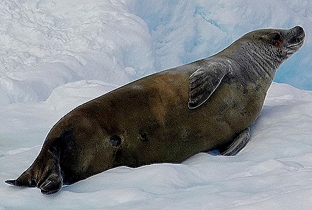 281a. Antarctica (Day 1) edited