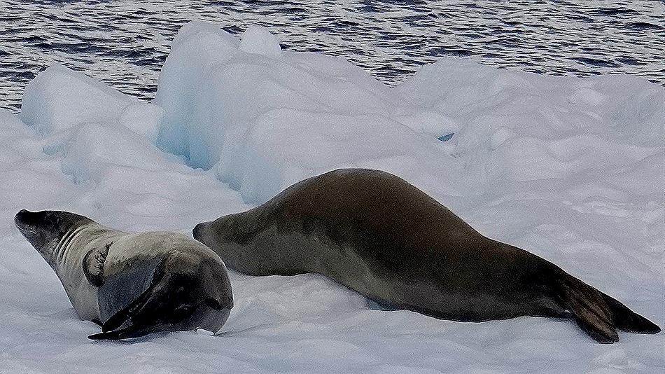 284. Antarctica (Day 1) edited