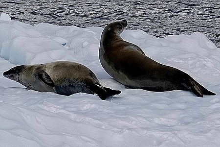 287. Antarctica (Day 1) edited