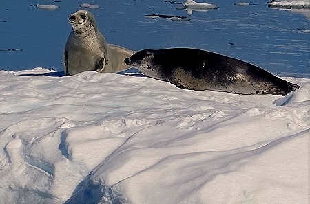 360. Antarctica (Day 1) edited