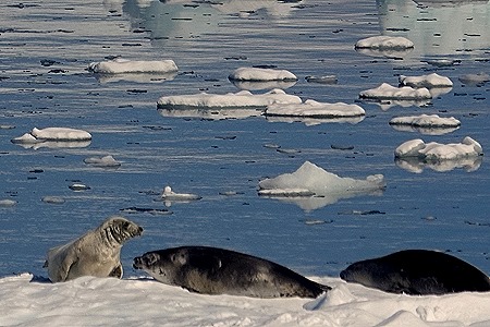 361. Antarctica (Day 1) edited